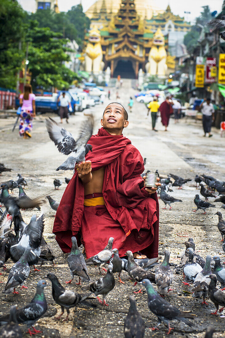 Monk With Pigeons, With Shwedagon Temple In The Background; Yangoon, Myanmar