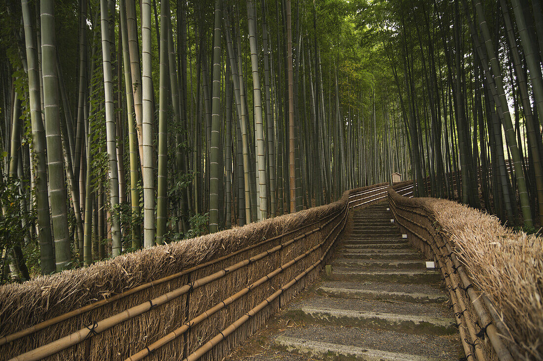 Steinpfad im Bambuswald; Arashiyama, Kyoto, Japan