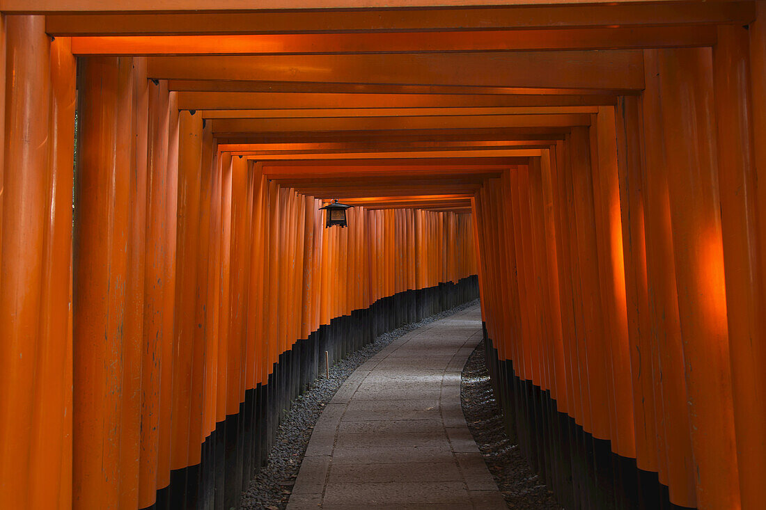 Many Tori Gates At Fushimi Inari; Kyoto, Japan