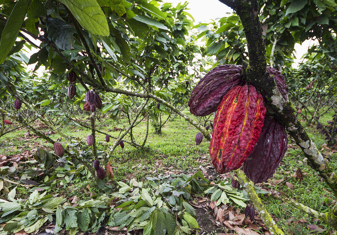 Cocoa Pods On Trees (Theobroma Cacao) Growing In The Cocoa Plantation Of Hacienda San Rafael, Guayas, Ecuador