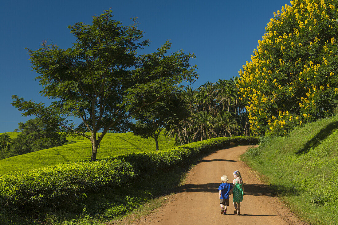 Junge und Mädchen gehen die Straße hinauf, vorbei an Teesträuchern und einer Winterkassie, Satemwa Tea Estate; Thyolo, Malawi.