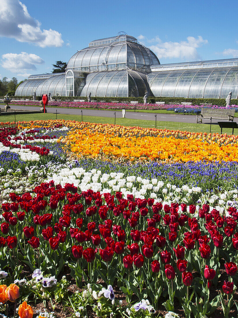 Kew Gardens, Tulpen und das Palmenhaus; London, England