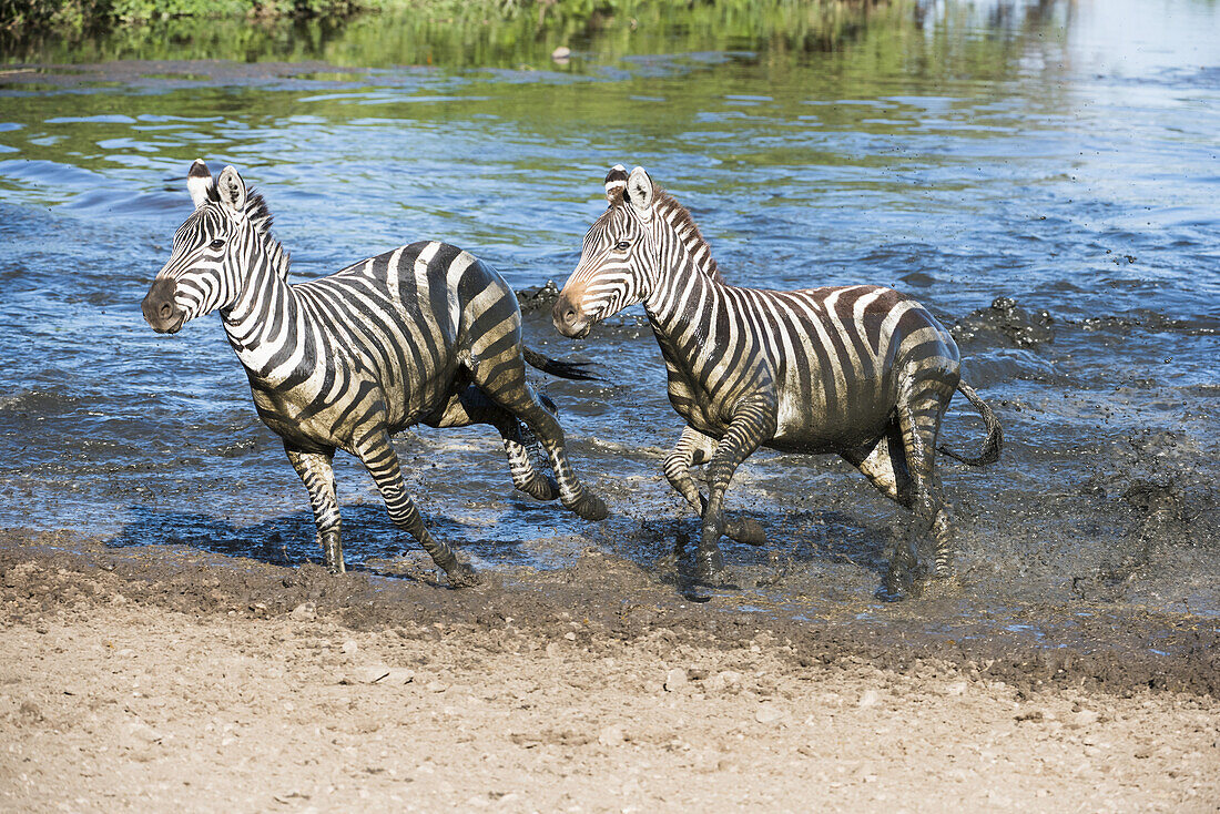 Two Common Zebras (Equus Quagga) Splashing Through Water In Serengeti National Park; Tanzania