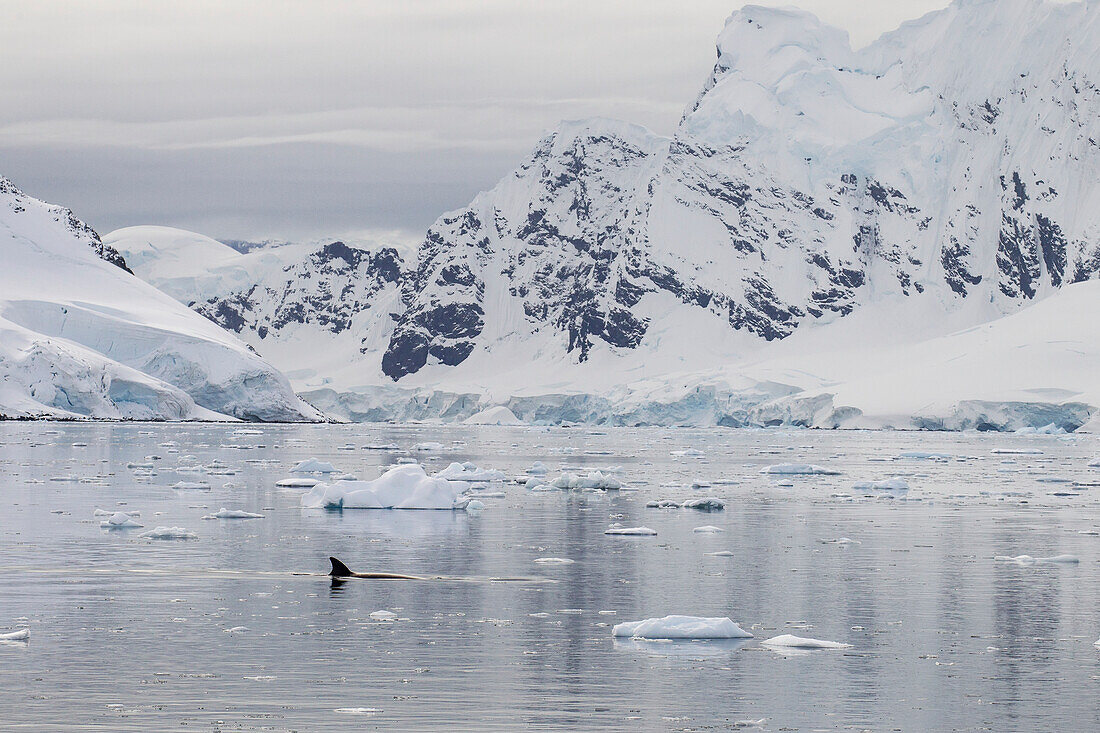 Minke Whale (Balaenoptera Acutorostrata) In Paradise Harbor, Antarctic Peninsula; Antarctica