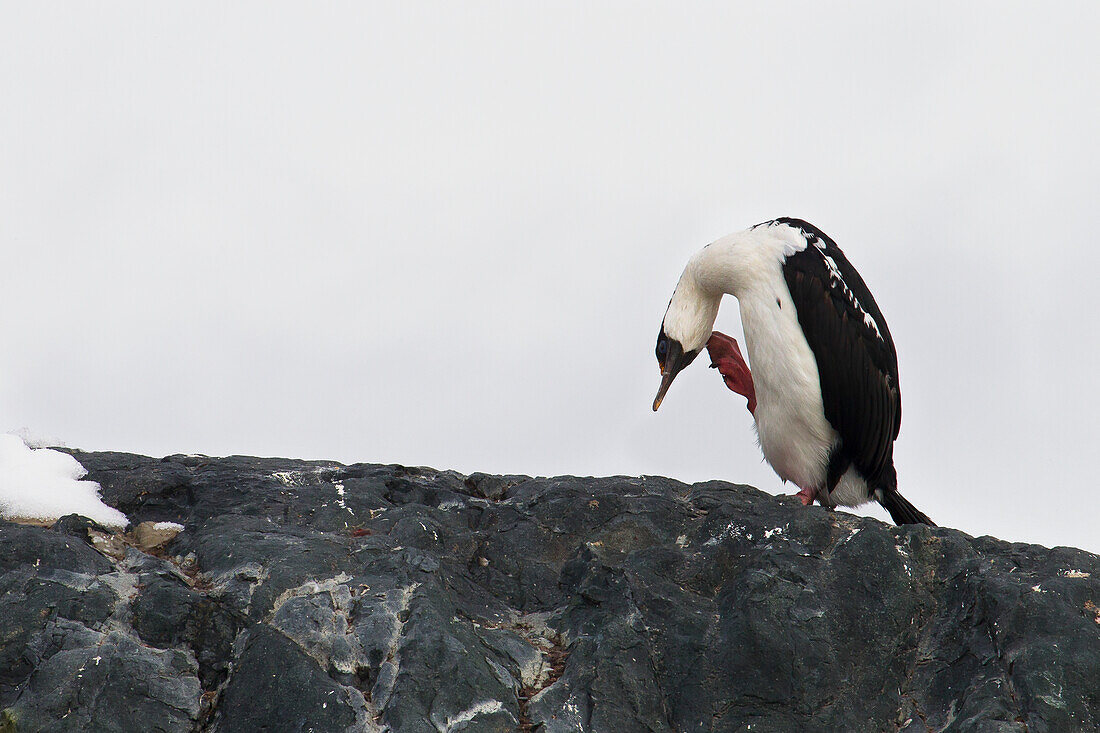Blauaugenkormoran (Phalacrocorax Atriceps) bei Port Lockroy, Antarktische Halbinsel; Antarktis