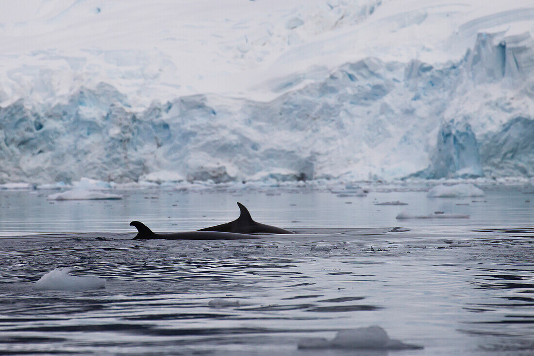 Minke Whales (Balaenoptera Acutorostrata) In Paradise Harbor, Antarctic Peninsula; Antarctica