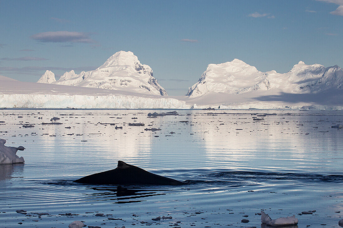 Humpback Whale (Megaptera Novaeangliae) In Gerlache Strait In Front Of Anvers Island, Antarctic Peninsula; Antarctica