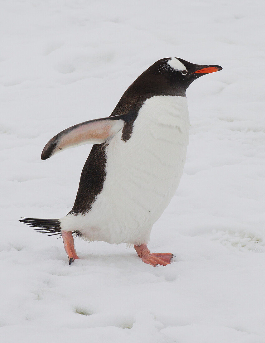 Eselspinguin (Pygoscelis Papua) auf der Petermann-Insel, Antarktische Halbinsel; Antarktis