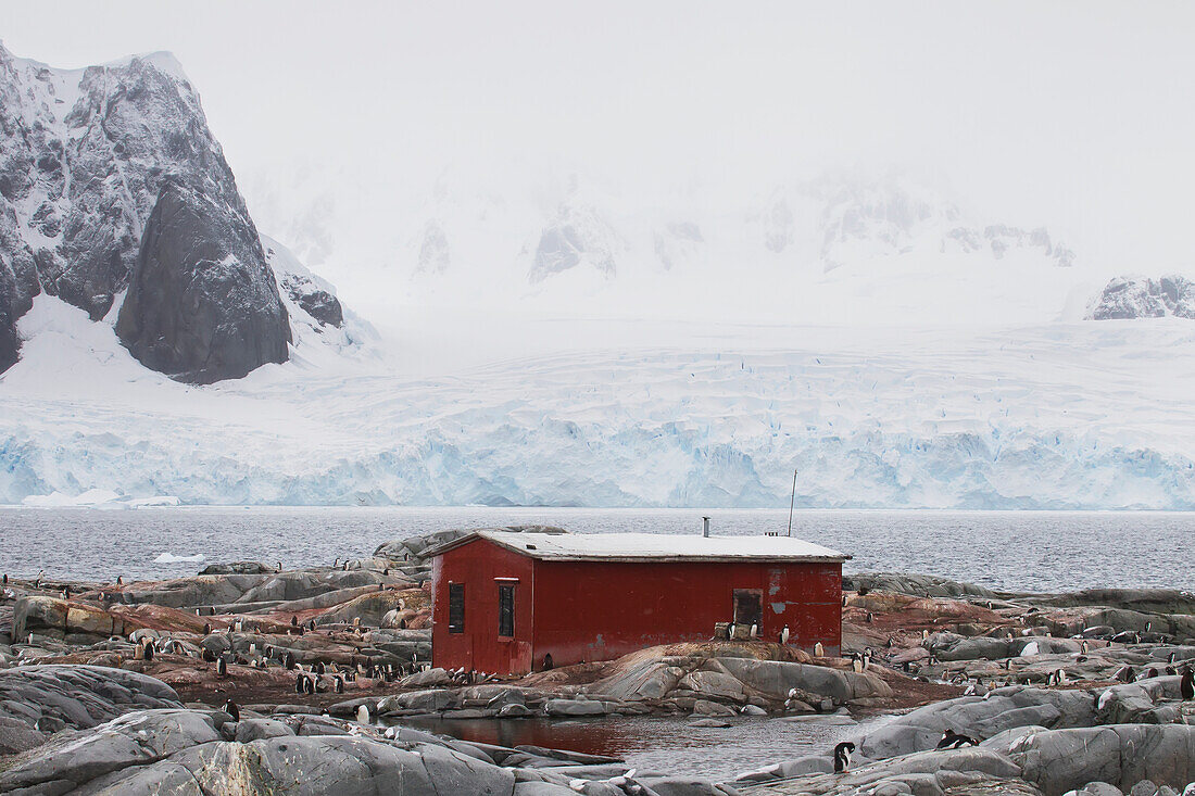 Eselspinguine (Pygoscelis Papua) und Groussac-Hütte auf der Petermann-Insel, Antarktische Halbinsel; Antarktis.