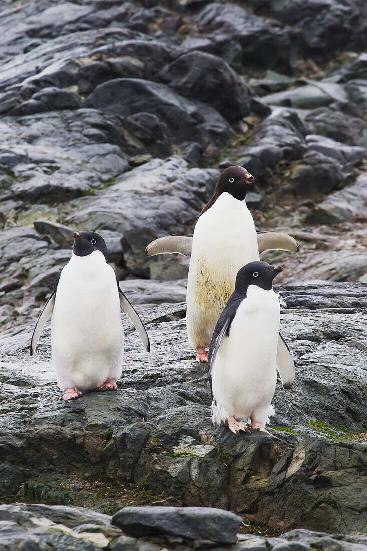 Adelie Penguins (Pygoscelis Adeliae) On Pleneau Island, Antarctic Peninsula; Antarctica