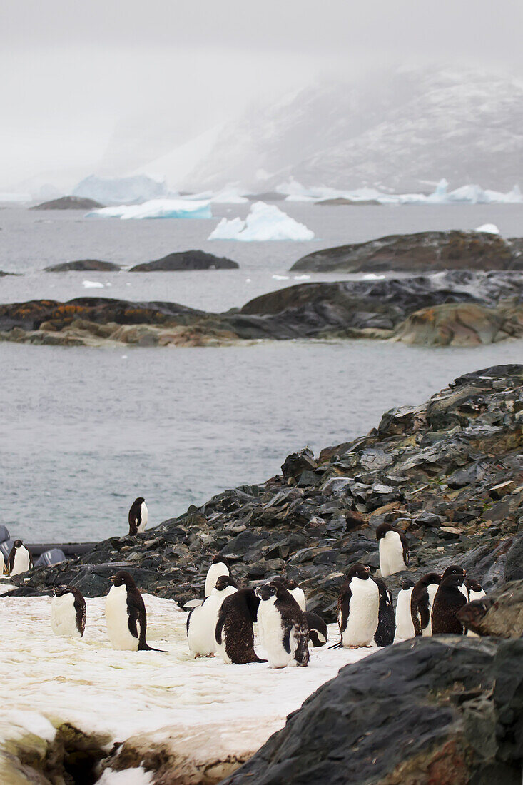 Adelie Penguins (Pygoscelis Adeliae) On Pleneau Island, Antarctic Peninsula; Antarctica