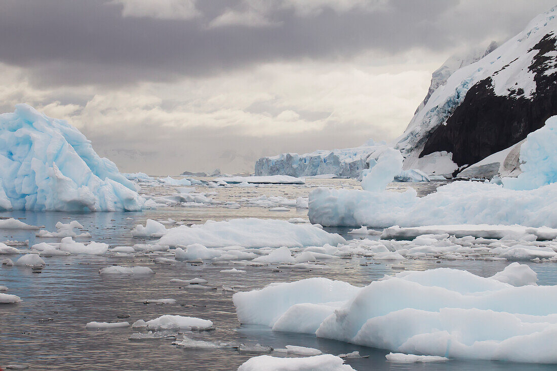 Icebergs In Neko Harbor, Antarctic Peninsula; Antarctica