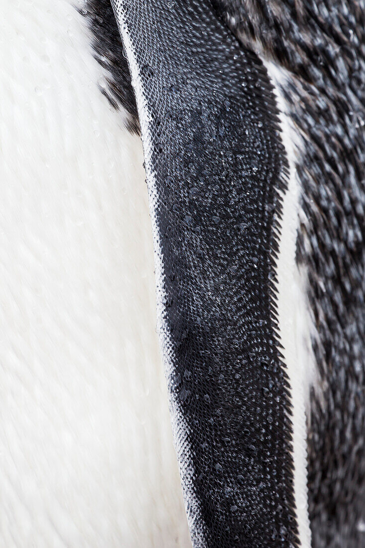 Nahaufnahme eines Eselspinguins (Pygoscelis Papua) in Port Lockroy, Antarktische Halbinsel; Antarktis