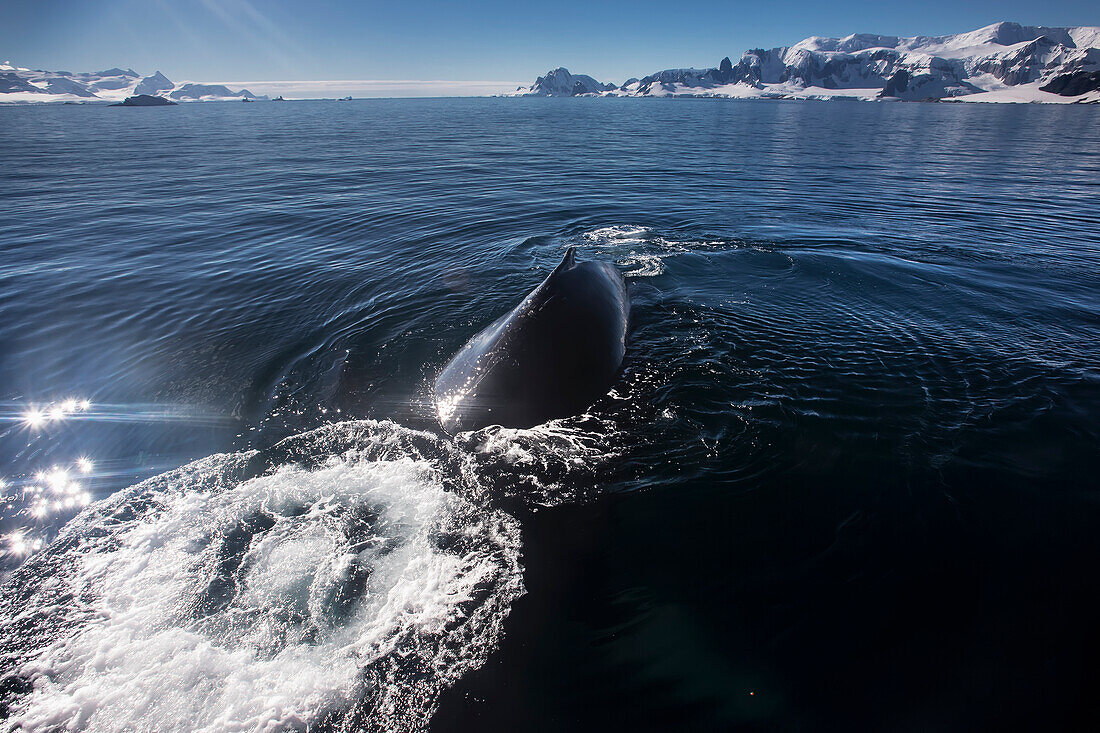 Buckelwal (Megaptera Novaeangliae) bläst Blasen in der Gerlache Strait, Antarktische Halbinsel; Antarktis