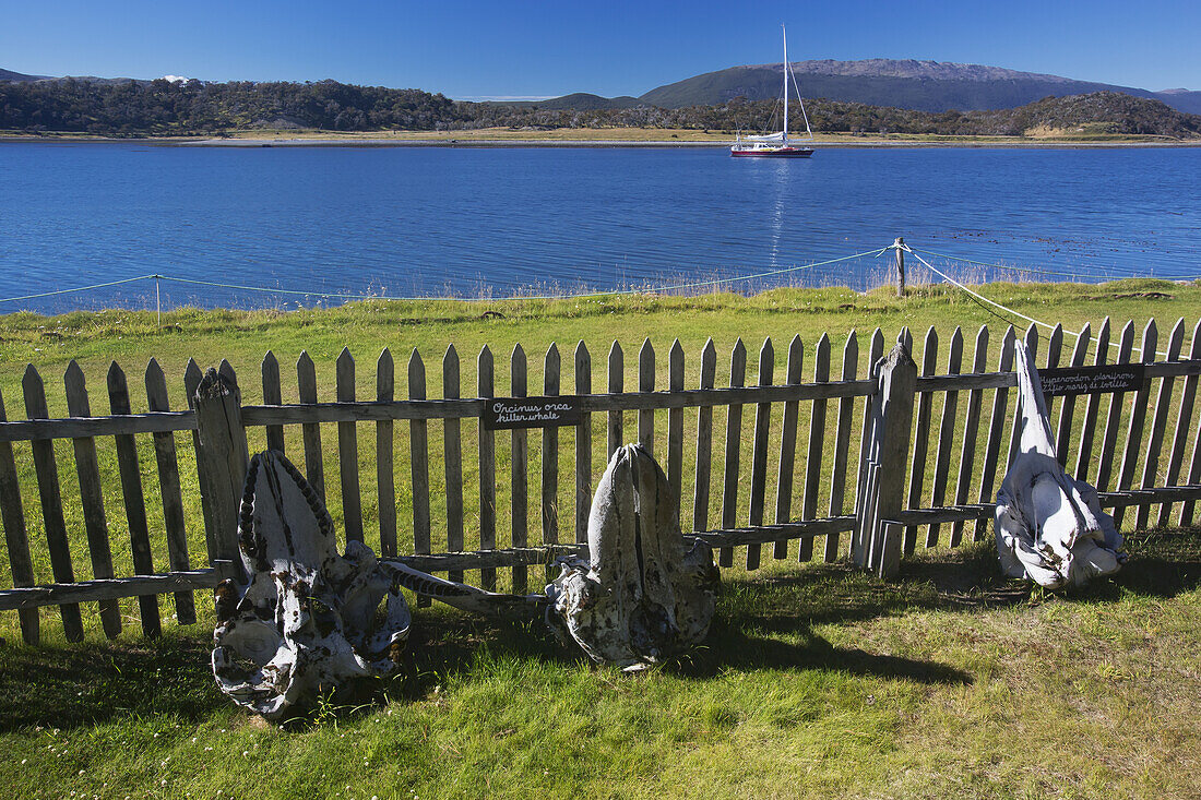 Humpback Whale Bones On Estancia Harberton; Tierra Del Fuego, Argentina