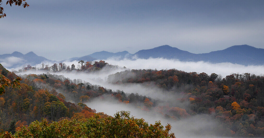 Wolken füllen ein herbstlich gefärbtes Bergtal entlang des Blue Ridge Pkwy in den Blue Ridge Mountains; Weaverville, North Carolina, Vereinigte Staaten von Amerika
