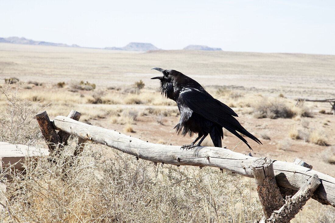 Crow On A Fence In The Desert; Arizona, United States Of America