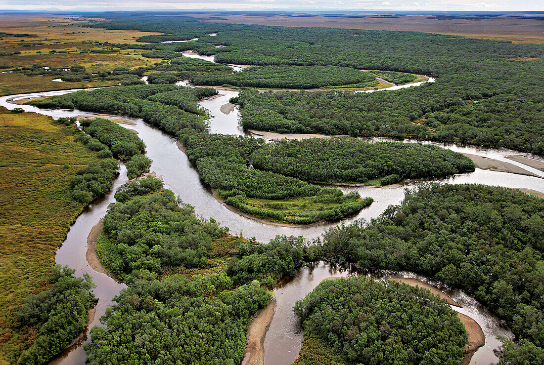 Das Luftbild zeigt das Ökosystem der verzweigten Flüsse, in denen die Lachse laichen.  Wenn Lachse sterben, befruchten sie die gesamte Pazifikregion. Warmes Wasser aus vulkanischen Systemen in Verbindung mit dem kältesten Meer der Pazifikregion schafft eine ideale, nährstoffreiche Umgebung. Und die Flusssysteme - einige der letzten verzweigten Ströme der Erde, die noch nicht durch die Landwirtschaft beeinträchtigt wurden - sind lebenswichtige Lebensräume für Lachse; Kamtschatka, Russland