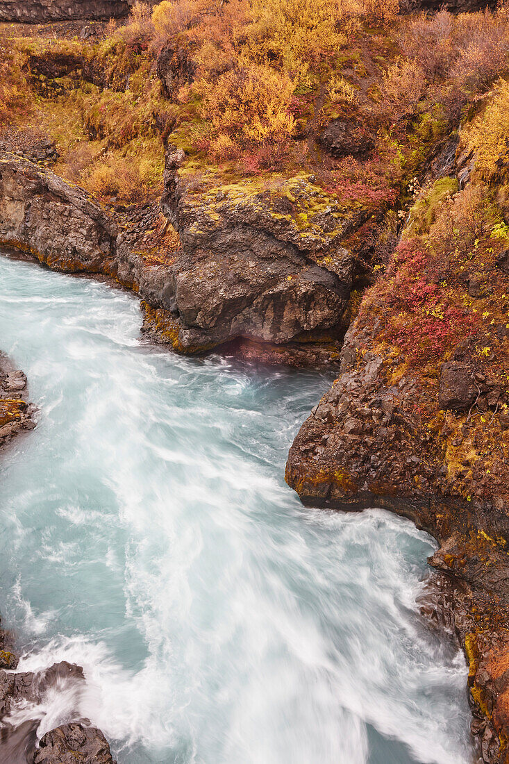Herbstlich gefärbte Tundra entlang des Hvita-Flusses, direkt flussabwärts des Barnafoss-Wasserfalls, in der Nähe von Reykholt, im Westen Islands; Island