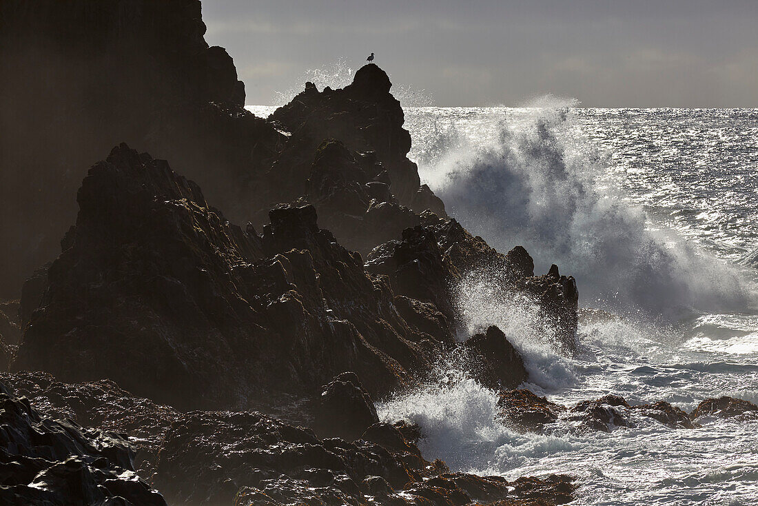 Brandung bricht entlang der Lavafelsenküste am Strand von Dritvik, Snaefellsjokull-Nationalpark, Halbinsel Snaefellsnes, Westküste Islands; Island