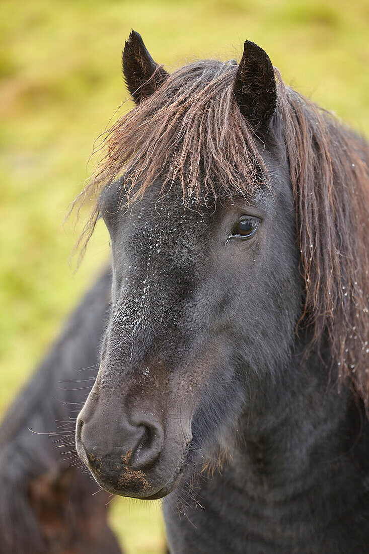 Nahaufnahme eines Islandponys auf einem Feld auf der Halbinsel Snaefellsnes an der Westküste von Island; Grundarfjordur, Island.