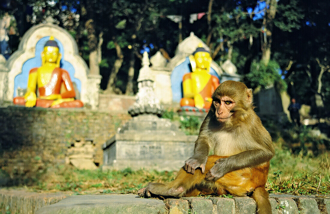 Rhesus monkey (Macaca mulatta) at the Swayambhunath Temple in Kathmandu; Kathmandu, Nepal