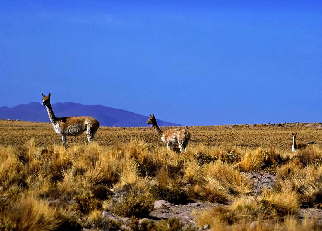 Vicunas (Lama vicugna) live near the arid Atacama Desert in Reserva Nacional Salinas y Aguada Blanca. They survive eating nutrient-poor, tough, bunch grasses. Highly valued for their wool, vicunas are protected by law. The vicuna is the national animal of Peru and appears on the Peruvian coat of arms; Atacama Desert, Chile