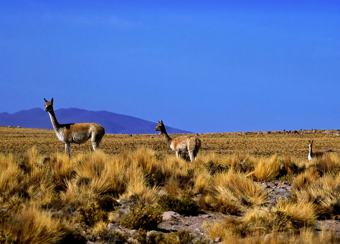 Vikunjas (Lama vicugna) leben in der Nähe der trockenen Atacama-Wüste in der Reserva Nacional Salinas y Aguada Blanca. Sie überleben, indem sie sich von nährstoffarmen, zähen Büschelgräsern ernähren. Vikunjas werden wegen ihrer Wolle sehr geschätzt und sind gesetzlich geschützt. Das Vikunja ist das Nationaltier Perus und erscheint im peruanischen Wappen; Atacamawüste, Chile