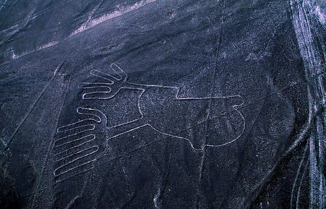 Mysteriöse Nazca-Linien bilden seltsame zweibeinige Tierfiguren in der Wüste von Peru. Viele Kreaturen sowie geometrische Formen erstrecken sich über mehrere Kilometer und sind am besten aus der Luft zu sehen. Sie entstanden durch die Freilegung heller gefärbter Erde, als in der Sonne gebrannte Steine bewegt und aufgeschichtet wurden. Anthropologen glauben, dass die Nazca-Kultur, die sie schuf, um 100 v. Chr. begann und von 1 bis 700 n. Chr. blühte; Nazca, Peru