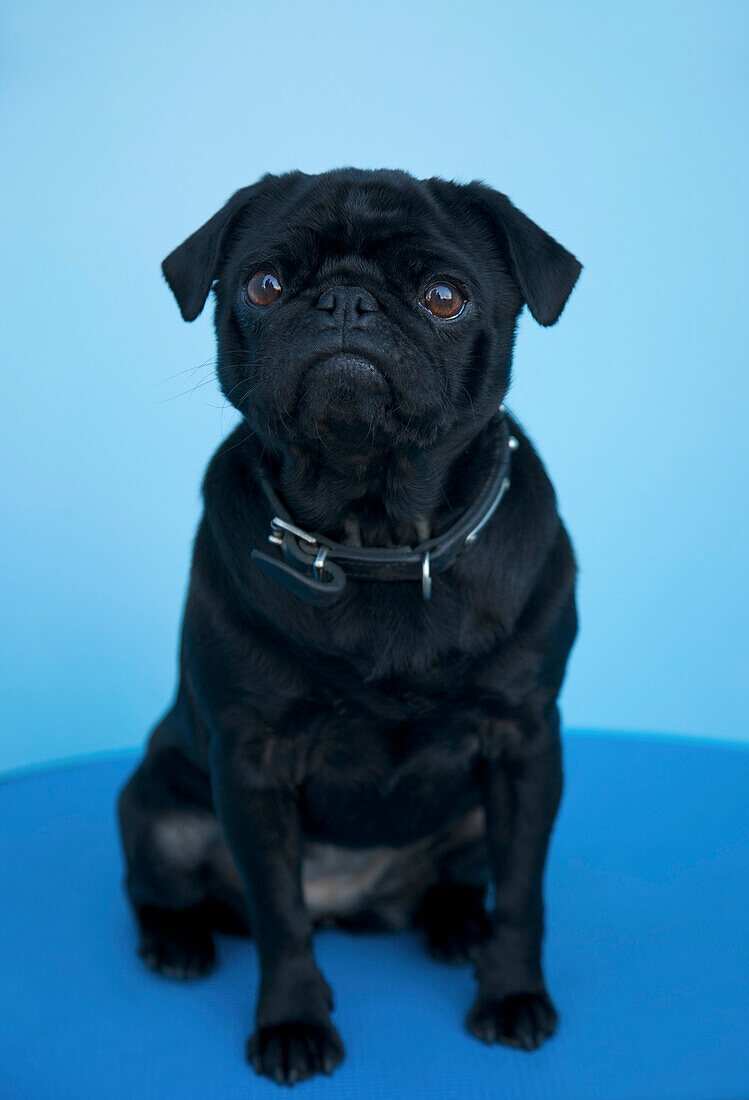 Portrait of a black pug sitting