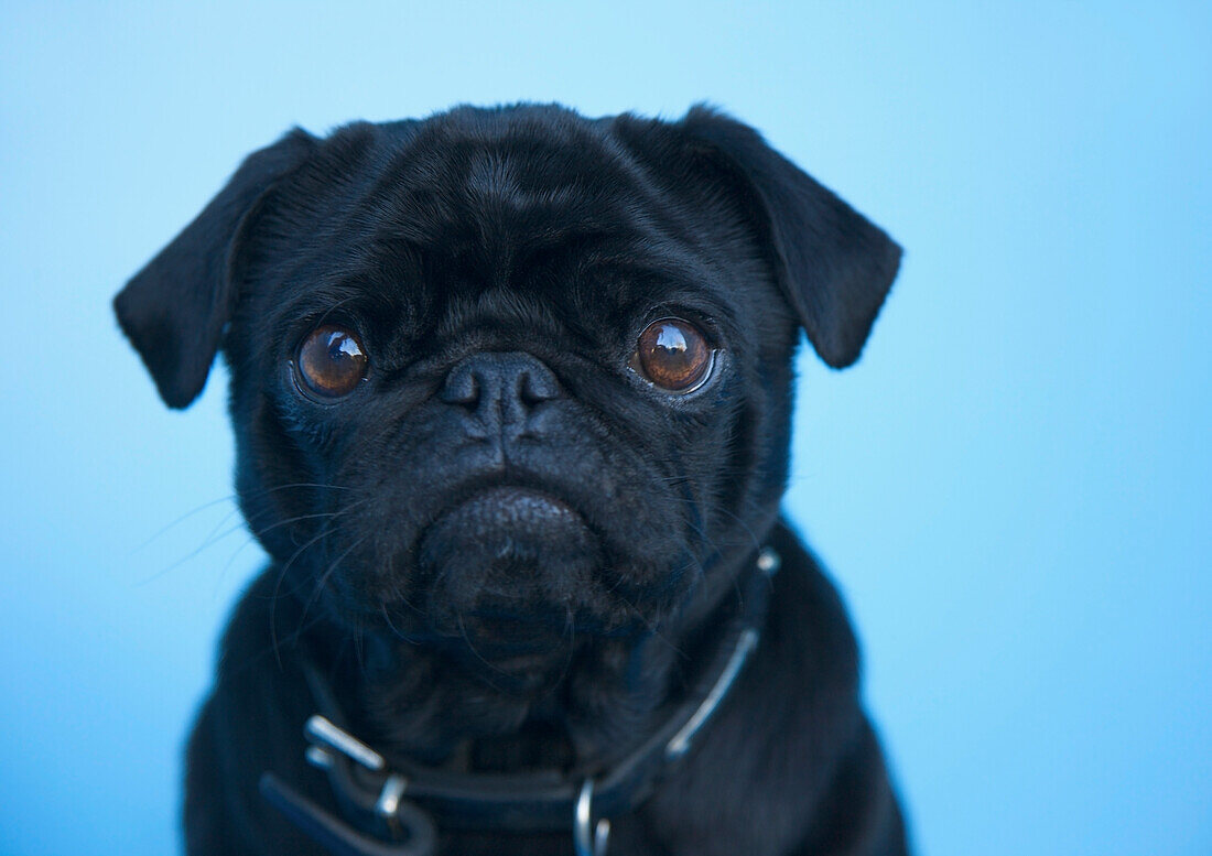 Close up of a black pug