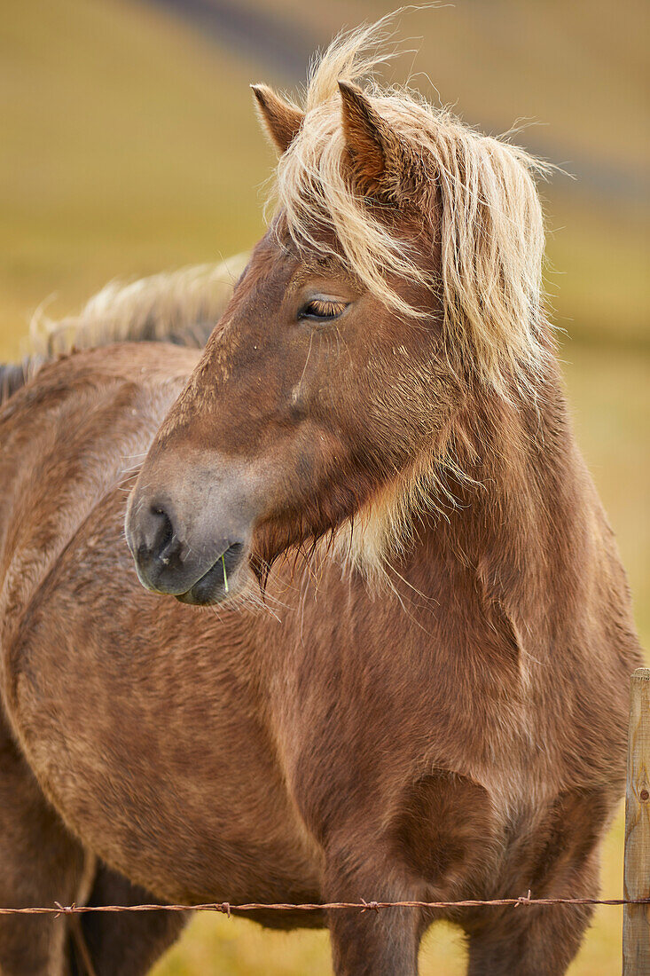 Portrait of an Icelandic pony behind a wire fence in a grass pasture near Stykkisholmur, Snaefellsnes peninsula, Iceland; Iceland