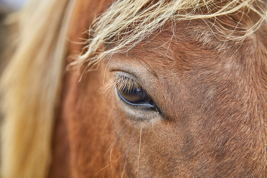 Close-up detail of an eye and blond mane hair of an Icelandic pony, near Stykkisholmur, Snaefellsnes peninsula, Iceland; Iceland