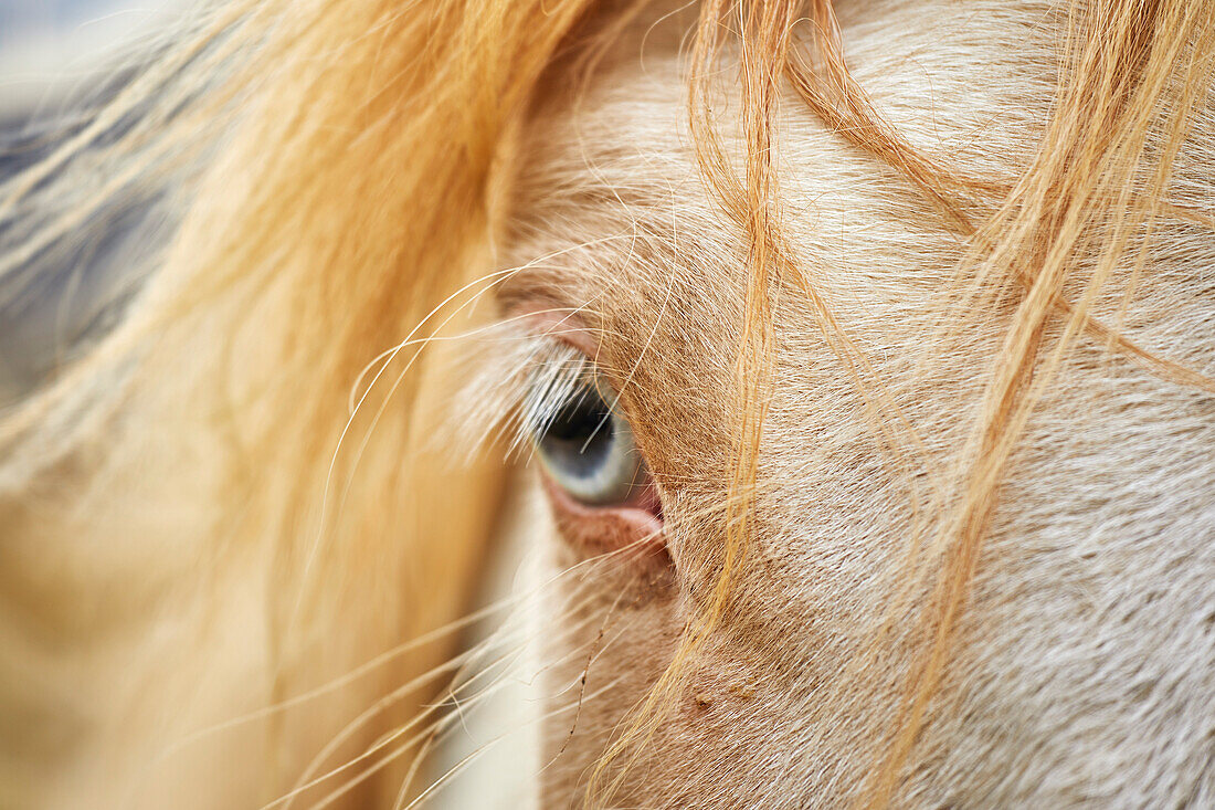 Nahaufnahme eines blauen Auges und blonden Mähnenhaars eines Islandponys, in der Nähe von Stykkisholmur, Snaefellsnes-Halbinsel, Island; Island