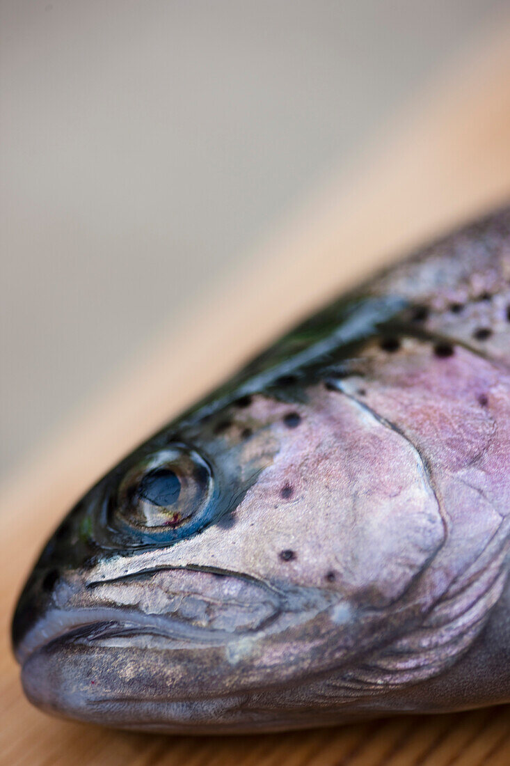 Close up of a fish head