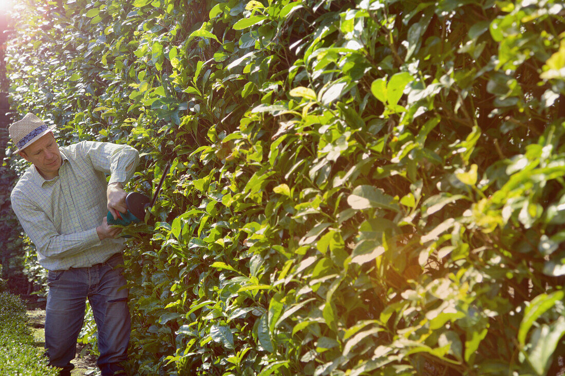 Gardener Cutting Hedge with Electric Trimmer