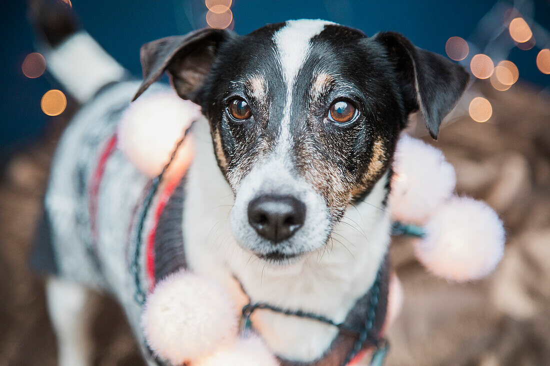 Hund mit Weihnachtspulli und Lichtern