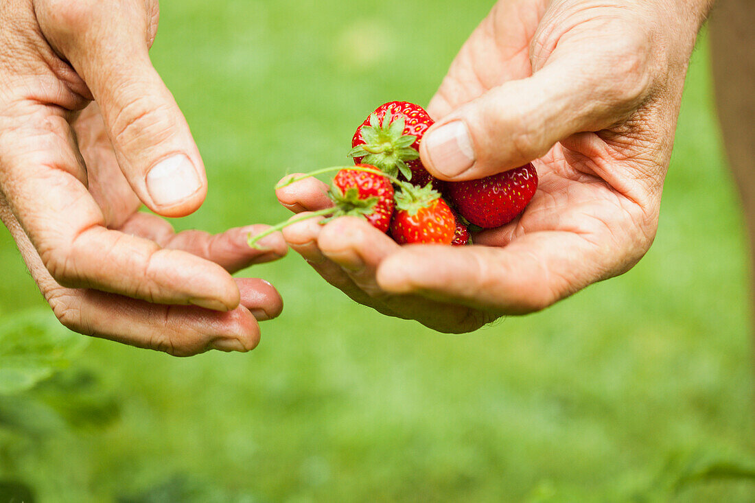 Mann pflückt Erdbeeren, Nahaufnahme