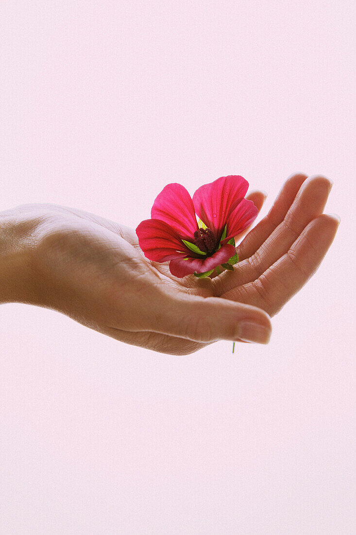 Frauenhand hält rosa Blume