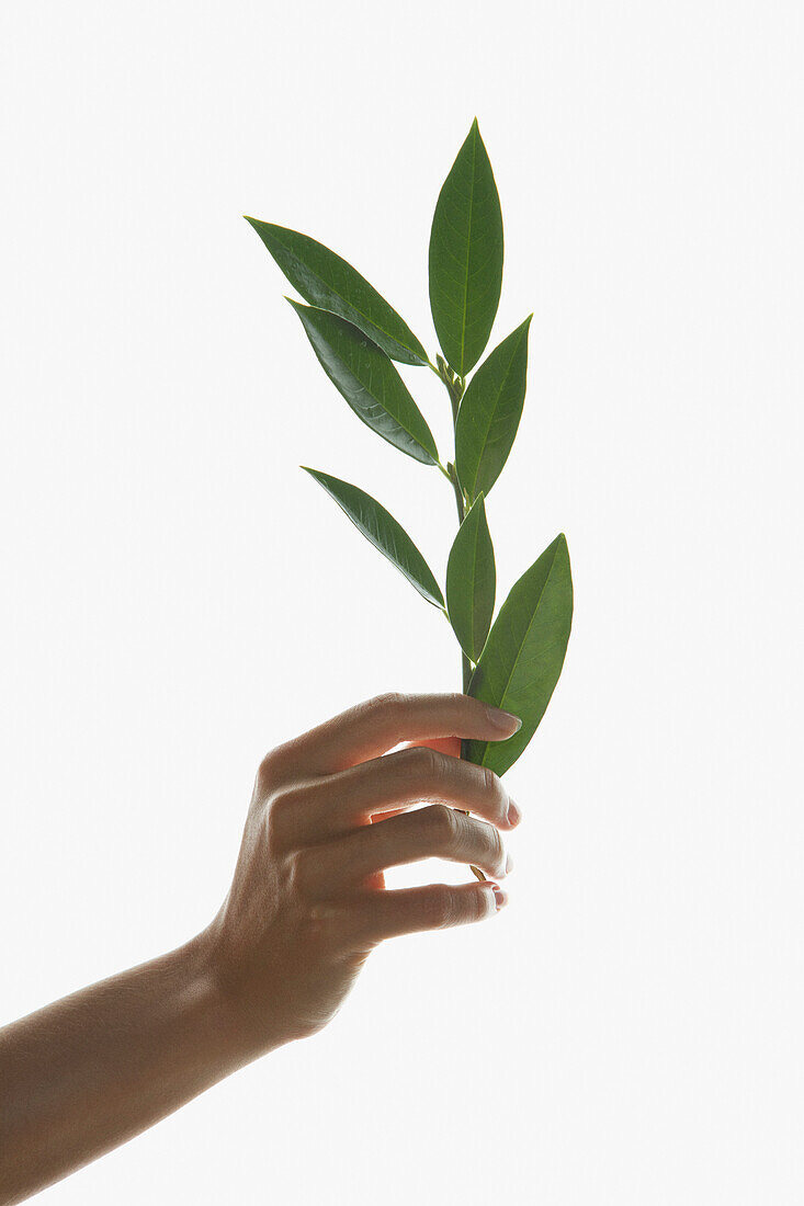 Woman's Hand Holding Green Leafed Twig