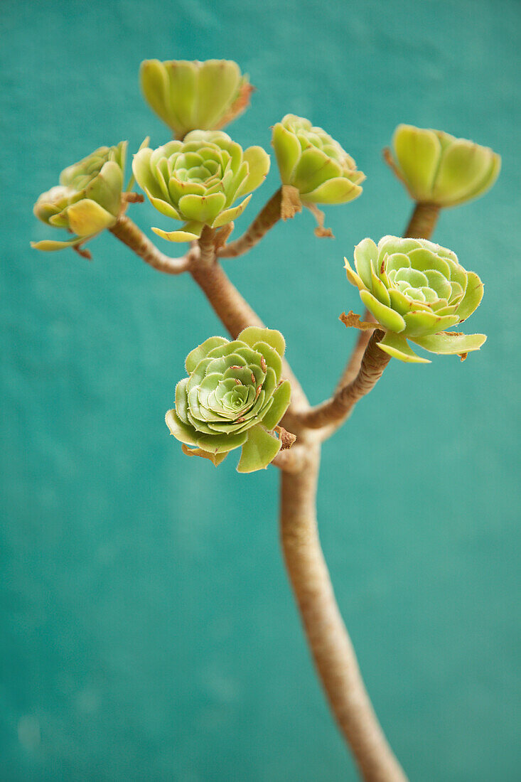 Succulent Plant, Close-up view