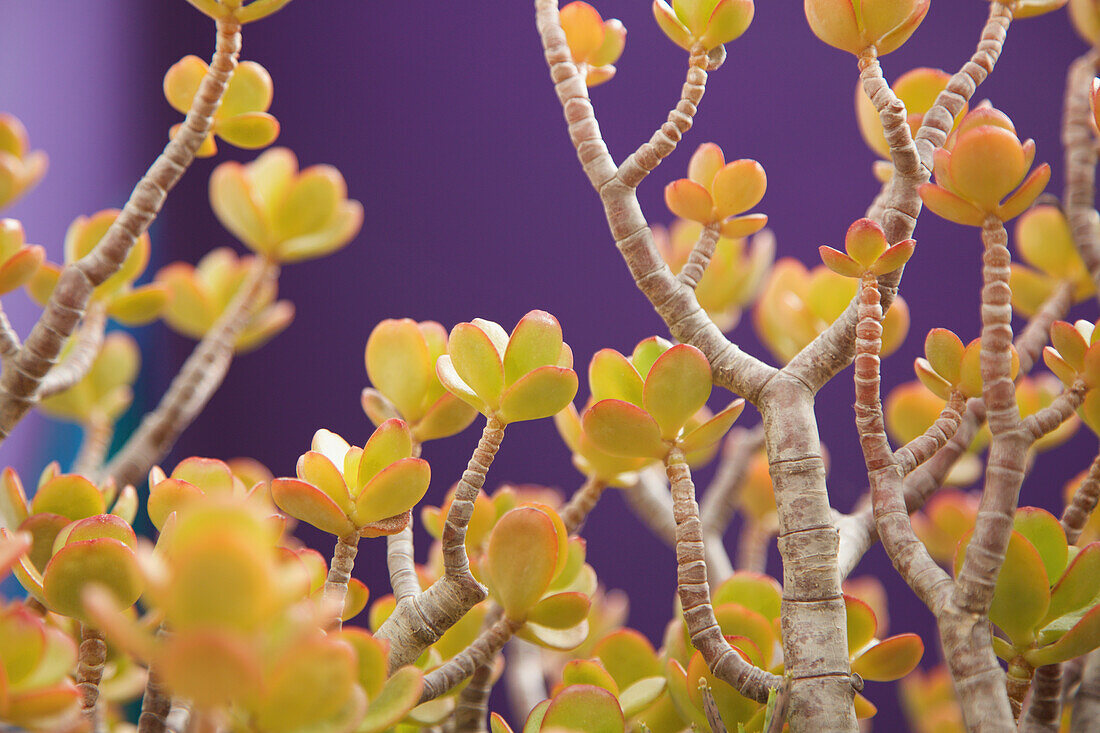 Succulent Plant, Close-up view