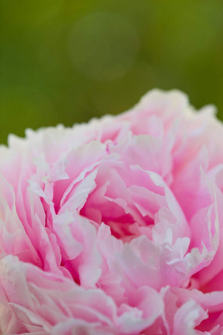 Close up of Pink Peony