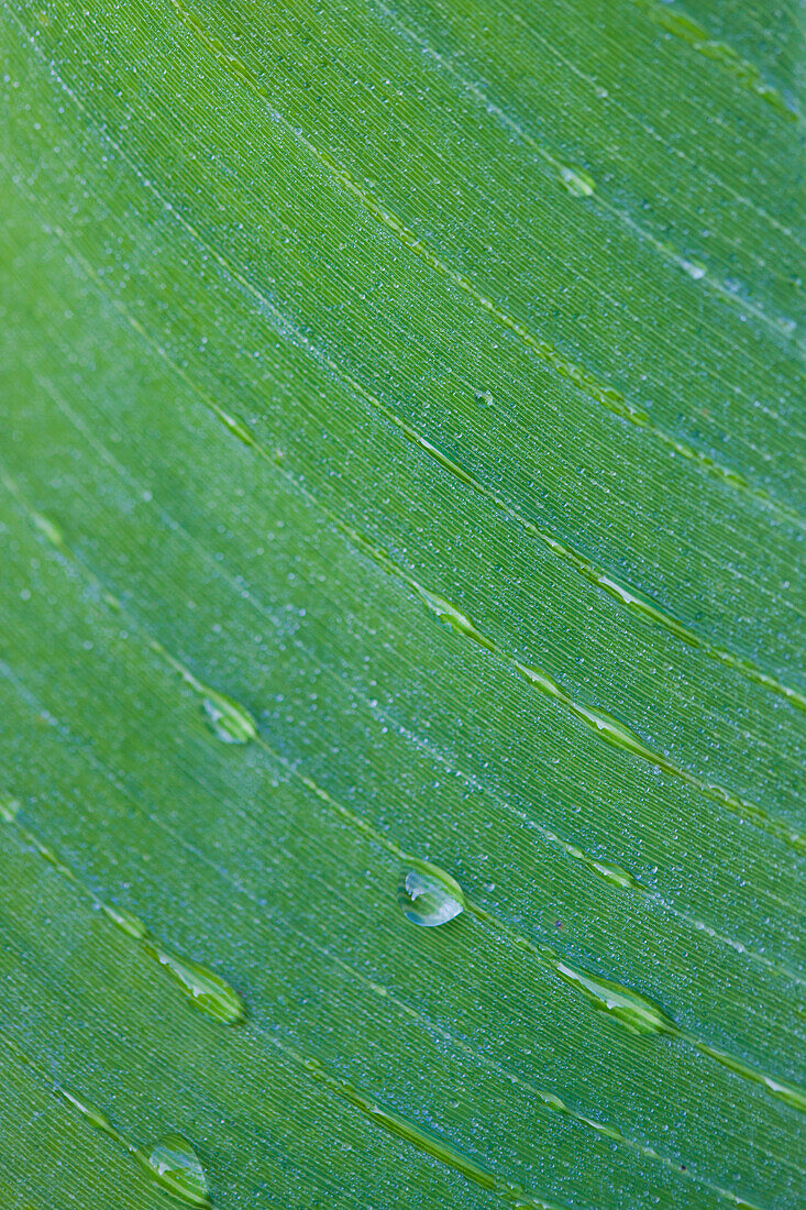 Extreme Nahaufnahme eines grünen Blattes mit Tautropfen