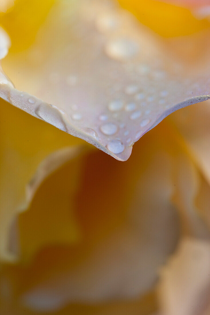 Regentropfen auf gelben Rosenblättern