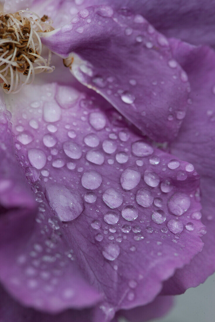 Wassertropfen auf violetten Rosenblättern