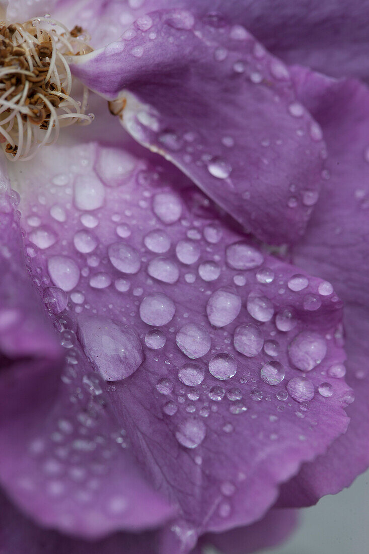 Water Drops on Purple Rose Petals