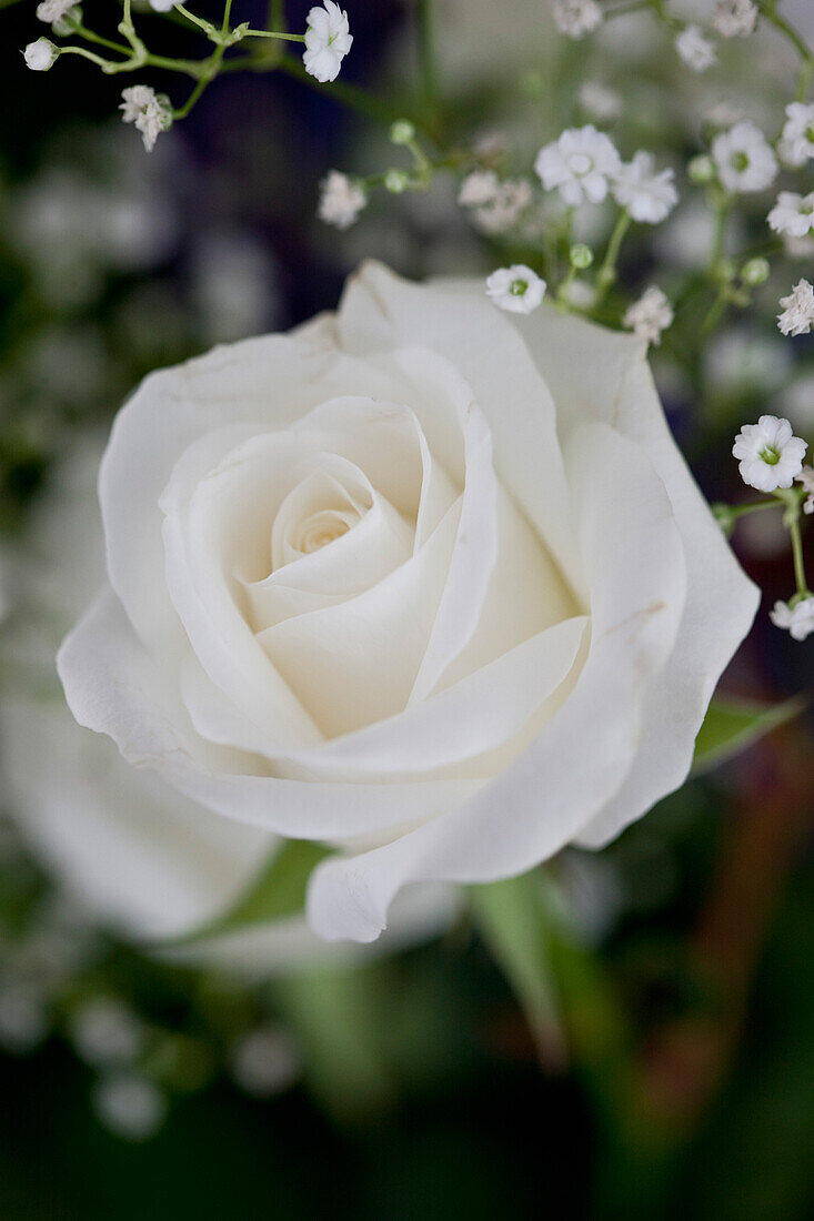 Nahaufnahme einer weißen Rose