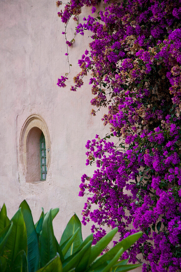 Lila Bougainvillea an der Außenwand