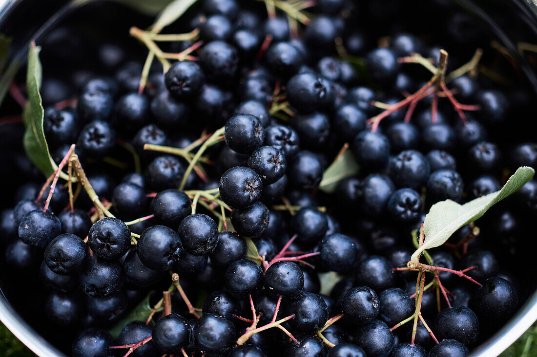 Nahaufnahme frisch geerntete, saftige schwarze Aroniabeeren